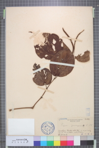 Specimen thumbnail